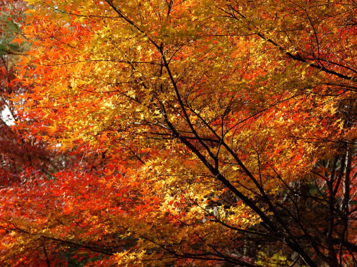 49567 (a): :1600x1200